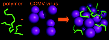 Graphical abstract: Electrostatic self-assembly of virus–polymer complexes