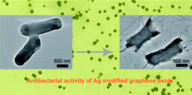 Graphical abstract: Preparation, characterization and antibacterial properties of silver-modified graphene oxide