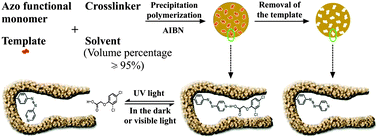 Graphical abstract: Azobenzene-containing molecularly imprinted polymer microspheres with photoresponsive template binding properties