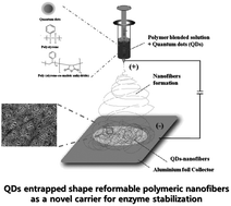 Graphical abstract: Shape reformable polymeric nanofibers entrapped with QDs as a scaffold for enzyme stabilization
