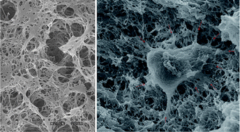 Graphical abstract: Nanofibrous-structured biopolymer scaffolds obtained by a phase separation with camphene and initial cellular events