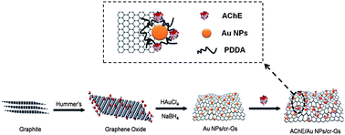 Graphical abstract: Self assembly of acetylcholinesterase on a gold nanoparticles–graphene nanosheet hybrid for organophosphate pesticide detection using polyelectrolyte as a linker