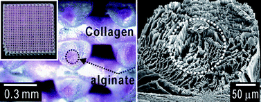 Graphical abstract: Coaxial structured collagen–alginate scaffolds: fabrication, physical properties, and biomedical application for skin tissue regeneration