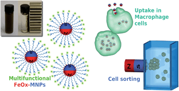 Graphical abstract: Top-down synthesis of multifunctional iron oxide nanoparticles for macrophage labelling and manipulation