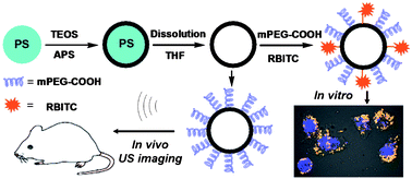 Graphical abstract: Biocompatiable hollow silica microspheres as novel ultrasound contrast agents for in vivo imaging