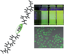 Graphical abstract: Water-soluble highly fluorescent poly[poly(ethylene glycol) methyl ether methacrylate] for cell labeling