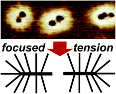 Graphical abstract: Focusing bond tension in bottle-brush macromolecules during spreading