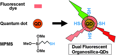 Graphical abstract: One-pot synthesis and characterization of dual fluorescent thiol-organosilica nanoparticles as non-photoblinking quantum dots and their applications for biological imaging