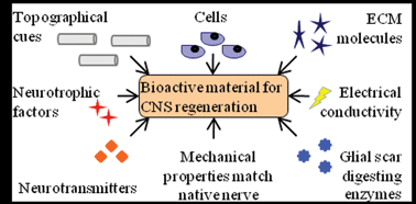 Graphical abstract: Materials for central nervous system regeneration: bioactive cues