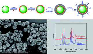 Graphical abstract: Poly(styrene-co-acrylic acid) core and silver nanoparticle/silica shell composite microspheres as high performance surface-enhanced Raman spectroscopy (SERS) substrate and molecular barcode label