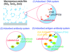 Graphical abstract: Dye-sensitized biosystem sensing using macroporous semiconducting metal oxide films