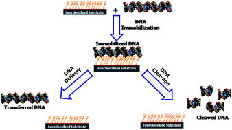 Graphical abstract: DNA immobilization, delivery and cleavage on solid supports