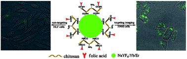Graphical abstract: Functionalization of upconverted luminescent NaYF4 : Yb/Er nanocrystals by folic acid–chitosan conjugates for targeted lung cancer cell imaging