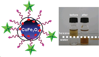 Graphical abstract: Synthesis, characterization and functionalization of nearly mono-disperse copper ferrite CuxFe3−xO4 nanoparticles