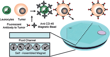 Graphical abstract: Self-assembled magnetic filter for highly efficient immunomagnetic separation