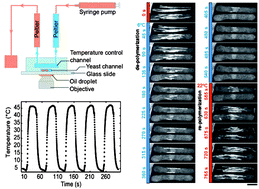 Graphical abstract: Fast microfluidic temperature control for high resolution live cell imaging