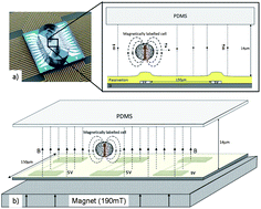 Graphical abstract: Magnetoresistive chip cytometer