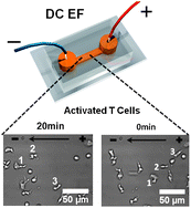 Graphical abstract: Activated T lymphocytes migrate toward the cathode of DC electric fields in microfluidic devices