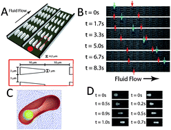 Graphical abstract: A microfabricated deformability-based flow cytometer with application to malaria