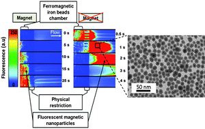 Graphical abstract: Magnetic core shell nanoparticles trapping in a microdevice generating high magnetic gradient