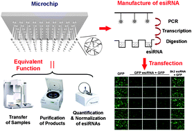 Graphical abstract: A polyacrylamide microbead-integrated chip for the large-scale manufacture of ready-to-use esiRNA