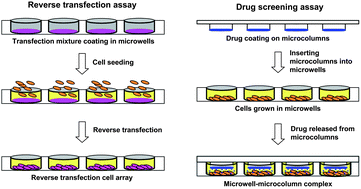 Graphical abstract: MEMS microwell and microcolumn arrays: novel methods for high-throughput cell-based assays