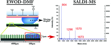 Graphical abstract: High sensitive matrix-free mass spectrometry analysis of peptides using silicon nanowires-based digital microfluidic device