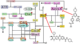 Graphical abstract: Integrated computational model of cell cycle and checkpoint reveals different essential roles of Aurora-A and Plk1 in mitotic entry
