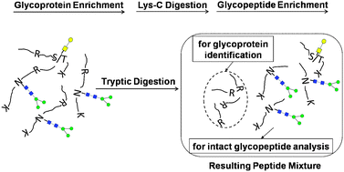 Graphical abstract: One-pipeline approach achieving glycoprotein identification and obtaining intact glycopeptide information by tandem mass spectrometry