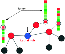 Graphical abstract: Synthetic lethal hubs associated with vincristine resistant neuroblastoma