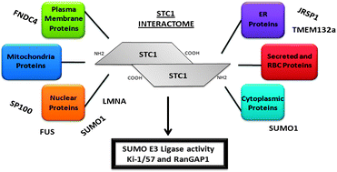 Graphical abstract: Human stanniocalcin-1 interacts with nuclear and cytoplasmic proteins and acts as a SUMO E3 ligase