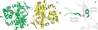 Graphical abstract: The structure of a native l-amino acid oxidase, the major component of the Vipera ammodytes ammodytes venomic, reveals dynamic active site and quaternary structure stabilization by divalent ions