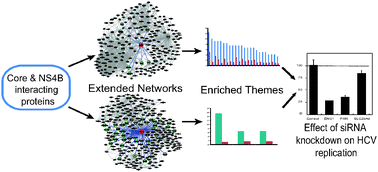 Graphical abstract: Network based analysis of hepatitis C virus Core and NS4B protein interactions
