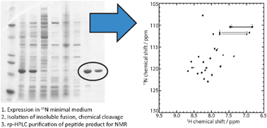 Graphical abstract: Production of recombinant isotopically labelled peptide by fusion to an insoluble partner protein: generation of integrin αvβ6 binding peptides for NMR