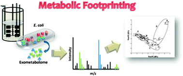 Graphical abstract: Metabolic footprint analysis of recombinant Escherichia coli strains during fed-batch fermentations