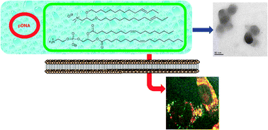 Graphical abstract: Lipid chain geometry of C14 glycerol-based lipids: effect on lipoplex structure and transfection
