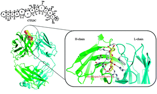 Graphical abstract: Structural and energetic hot-spots for the interaction between a ladder-like polycyclic ether and the anti-ciguatoxin antibody 10C9Fab