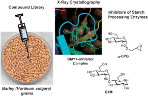 Graphical abstract: Chemical genetics and cereal starch metabolism: structural basis of the non-covalent and covalent inhibition of barley β-amylase