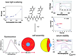 Graphical abstract: Evidences for supramolecular organization of nucleopeptides: synthesis, spectroscopic and biological studies of a novel dithymine l-serine tetrapeptide