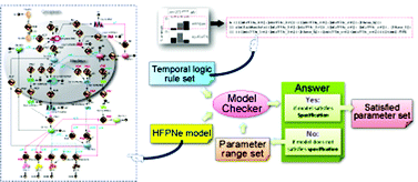 Graphical abstract: Online model checking approach based parameter estimation to a neuronal fate decision simulation model in Caenorhabditis elegans with hybrid functional Petri net with extension