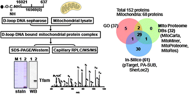 Graphical abstract: Shot-gun proteomic analysis of mitochondrial D-loop DNA binding proteins: identification of mitochondrial histones