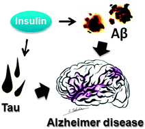 Graphical abstract: Molecular mechanisms linking diabetes mellitus and Alzheimer disease: beta-amyloid peptide, insulin signaling, and neuronal function