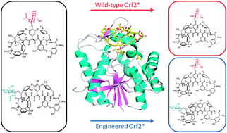 Graphical abstract: Regioselective deacetylation based on teicoplanin-complexed Orf2* crystal structures