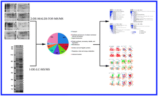 Graphical abstract: Comparative analysis on the membrane proteome of Clostridium acetobutylicum wild type strain and its butanol-tolerant mutant