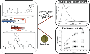 Graphical abstract: Real time RNA transcription monitoring by Thiazole Orange (TO)-conjugated Peptide Nucleic Acid (PNA) probes: norovirus detection