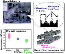 Graphical abstract: Hierarchical porous carbon from cell assemblies of rice husk for in vivo applications