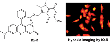Graphical abstract: Indolequinone-rhodol conjugate as a fluorescent probe for hypoxic cells: enzymatic activation and fluorescence properties
