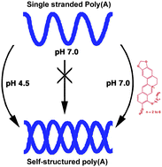 Graphical abstract: Binding of 9-O-(ω-amino) alkyl ether analogues of the plant alkaloid berberine to poly(A): insights into self-structure induction