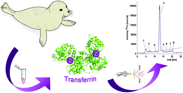 Graphical abstract: Metallomics approach for the identification of the iron transport protein transferrin in the blood of harbour seals (Phoca vitulina)