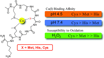 Graphical abstract: A comparison of methionine, histidine and cysteine in copper(i)-binding peptides reveals differences relevant to copper uptake by organisms in diverse environments
